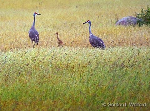 Sandhill Crane Family_49994.jpg - Sandhill Cranes (Grus canadensis) photographed on Manitoulin Island, Ontario, Canada.